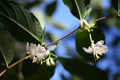 Lonicera sp.